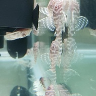 Aksesoris Pleco L333 albino 4cm