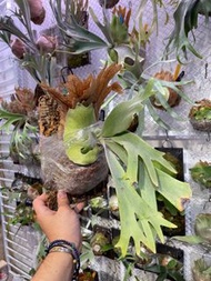 鹿角蕨 P. Willinckii “SP.A”