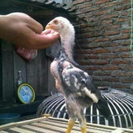 Ready Stock Anak Ayam Bangkok Super Ori 2 - 3 Bulan