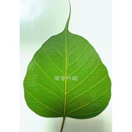 Leaf Carving Dedicated Leaf Bodhi Leaf Laser Carving Leaf H7HR