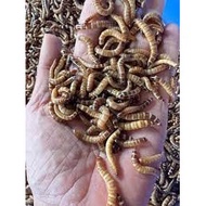 100g Dried Worms for Rats Dried Worms for Chicks Large Dried Worms for Fish Mealworm for Birds Chick