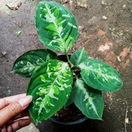 tanaman hias aglaonema pictum tricolor A