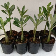 ADENIUM - ANAK POKOK  SOMALENSE HYBRID