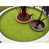 Azolla Microphyilla Floating Plant Grade A