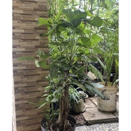 Tanaman hias indoor outdoor walisongo / walisongo daun besar / rimbun