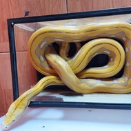Retic Tiger Albino Purple Female Juve