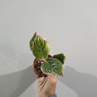 aglaonema minion