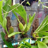 Anggrek Grammatophyllum Remaja