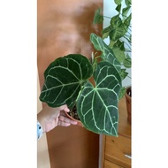 rare plant: ANTHURIUM CYSTALLINUM/ CYSTALLINUM DARK FORM