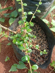 bibit Hokiantea mikro buah /arcia cepat berbuah