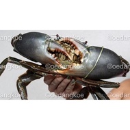 SALE KEPITING HIDUP - PAPUA JUMBO, SIZE SUPER, KUALITAS EKSPORT ! TERBARU