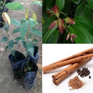 Cinnamomun zeylanicum Sapling / Anak Pokok Kayu Manis Ceyloninnamomun zeylanicum Sapling / Anak Pokok Kayu Manis Ceylon