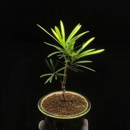 SG2424-本地羅漢松優選株🔥精品植物小盆栽禮物🔥