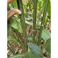 20 branches of tamarind tree