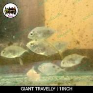 IKAN GIANT TRAVELLY S