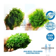 JAVA MOSS / PELIA MOSS / CHRISTMAS MOSS / MOSS TREE  - aquarium - aquascape - paludarium - aquatic p