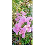 ROSENDKA Rare Bougainvillea Cuttings