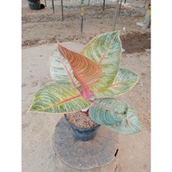 BRW -358 PROMO AGLONEMA !!! Aglaonema Hughes