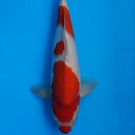 ikan koi import kohaku 60bu