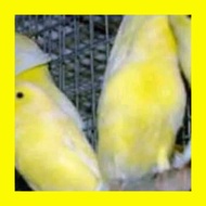 Burung Kenari Kuning Jamin Sepasang Jantan Betina