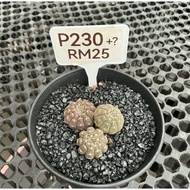 Cactus  (Real Plant)