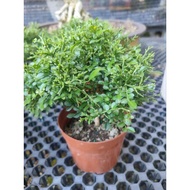 [GREEN LAND] Murraya Dwarf/ Pokok Murraya/ 达摩九里香（live plant)