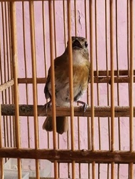 Burung SRDC Bali Jantan Bunyi