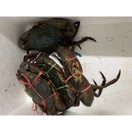 Premium Live ‘swimming’ Indonesia Meaty Mud Crab (4 sizes)