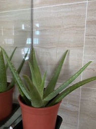 有機 食用蘆薈 可室內/室外種種