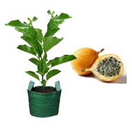 Bibit Markisa Madu super tanaman markisa siap tanam