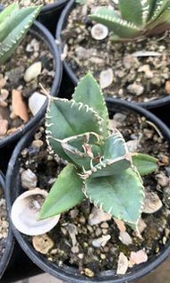 立可白(多肉植物，塊根植物，球根植物，室外，戶外，夠光)