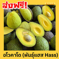 BB จัดส่งฟรี!!!  Avocado อโวคาโด =1กิโลกรัม= พันธุ์ปีเตอร์สัน บัคคาเนีย แฮส ปีเตอร์สัน อโวคาโด้ อโวค