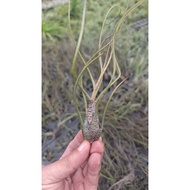 Air Plant Tillandsia Butzii Airplant 空气草 空气凤梨 无土植物