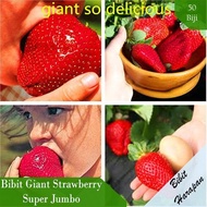 Bibit Benih Melon Cantaloupe Hales Best Jumbo Biji Melon Bibit Buah