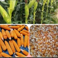 Corn Seeds/Dekalb Seeds for Planting(50seeds per pack)