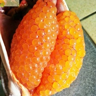 Telur Ikan Sembilang Telor Ikan Sembilang Segar Fresh 1Kg