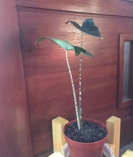 Tanaman Hias Bunga Alocasia Alokasia Zebrina Asli Import Sesuai Foto