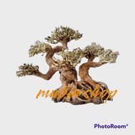 bonsai aquascape aquarium driftwood
