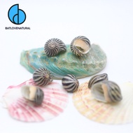 Nerite Black Striped Snail Shell - baby Hermit Snail Shell - Beautiful Snail Shell