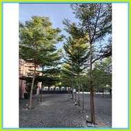 ∇ ✒    AFRICAN TALISAY (10 SEEDS) BUY 2 GET 1 FREE