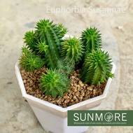 Sunmore | Euphorbia Susannae