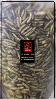 Dried Black Soldier Fly Larvae (300g to 1.5kg) - Koi Food Arowana Food Fish Food Bird Food Reptile F