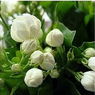 10 เมล็ดพันธุ์ Home Plant Seed มะลิซ้อน Jasmine flower Seed มีคู่มือพร้อมปลูก อัตรางอก 80-85%