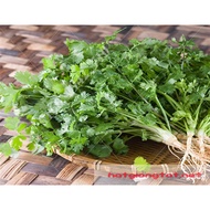 Purple coriander seeds (coriander)