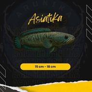 Stiker plastik Channa Asiatica WS 15-18 cm