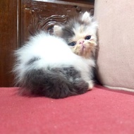 kucing persia peaknose