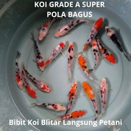 Bibit ikan koi blitar kualitas pilihan grade A super ukuran 8-10cm