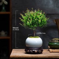 幼薇小叶赤楠老桩盆景苗植物花卉微景观水培办公室内好养四季常青盆栽 小叶赤楠+白色冰裂盆+圆形底盘 带盆栽好