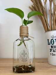 水耕黃金葛 玻璃瓶 京王本舖