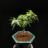SG1871-日本琴姬紅楓老樁🔥精品植物小盆栽禮物🔥